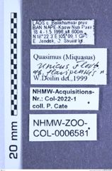 Etiketten zu Quasimus unicus (Fleutiaux, 1930) (NHMW-ZOO-COL-0006581)